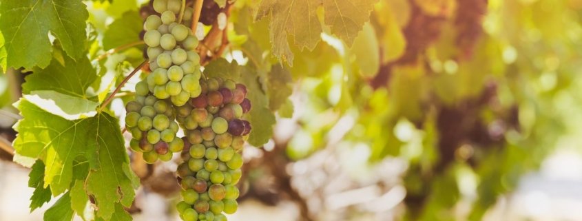 vino artesanal